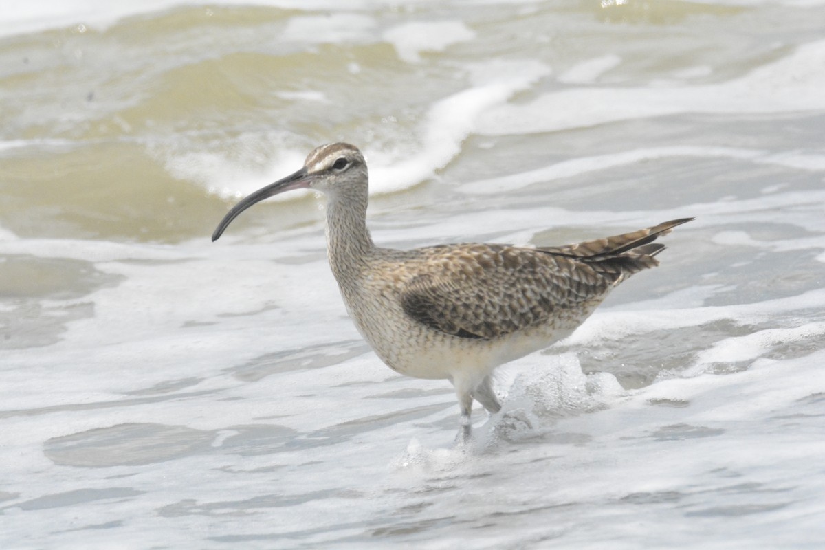 美洲中杓鷸 - ML646445594