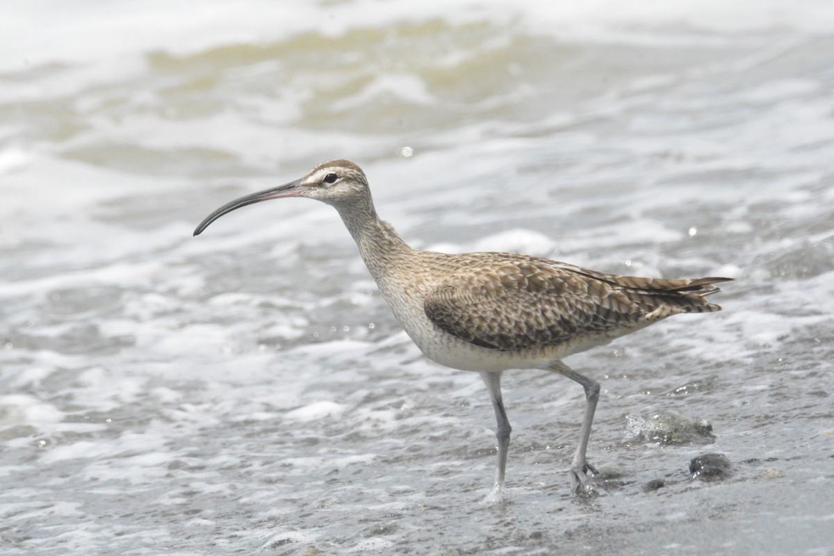 美洲中杓鷸 - ML646445595