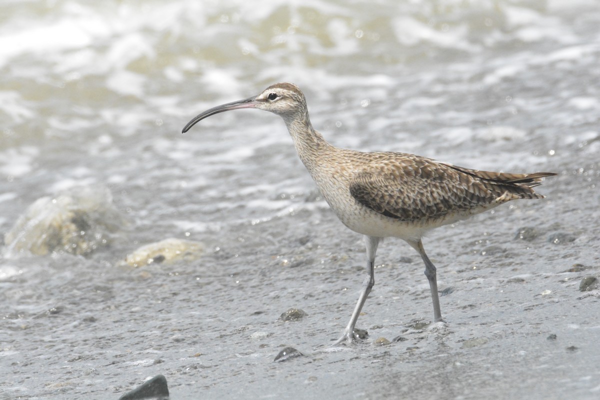 美洲中杓鷸 - ML646445596