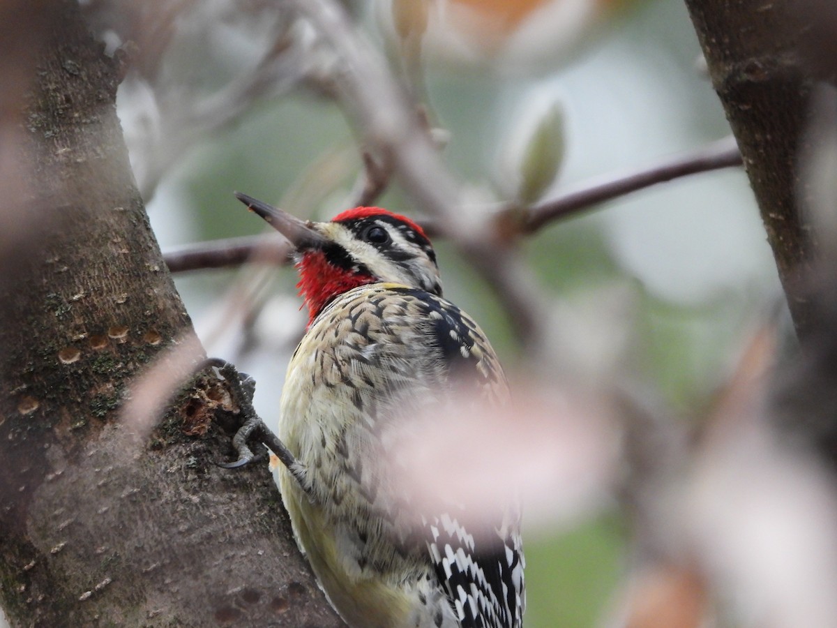 Yellow-bellied Sapsucker - ML646445597