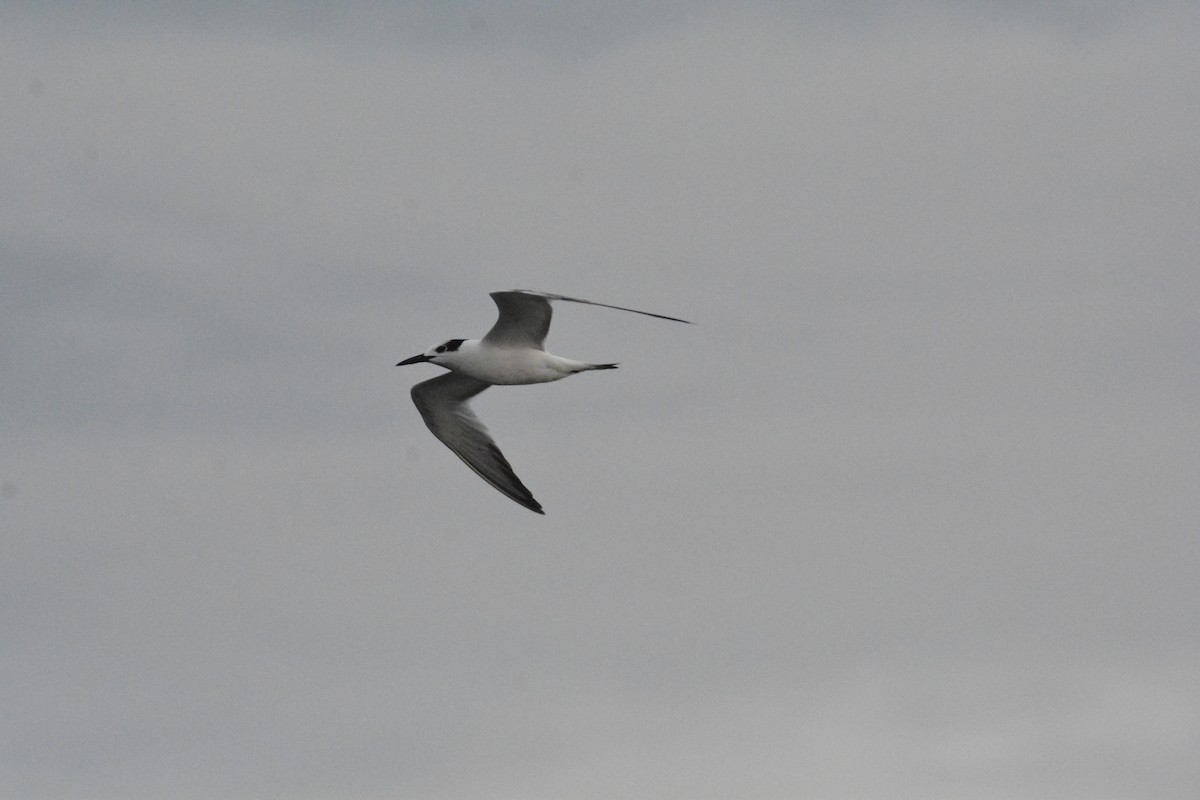 白嘴端燕鷗 - ML646445598