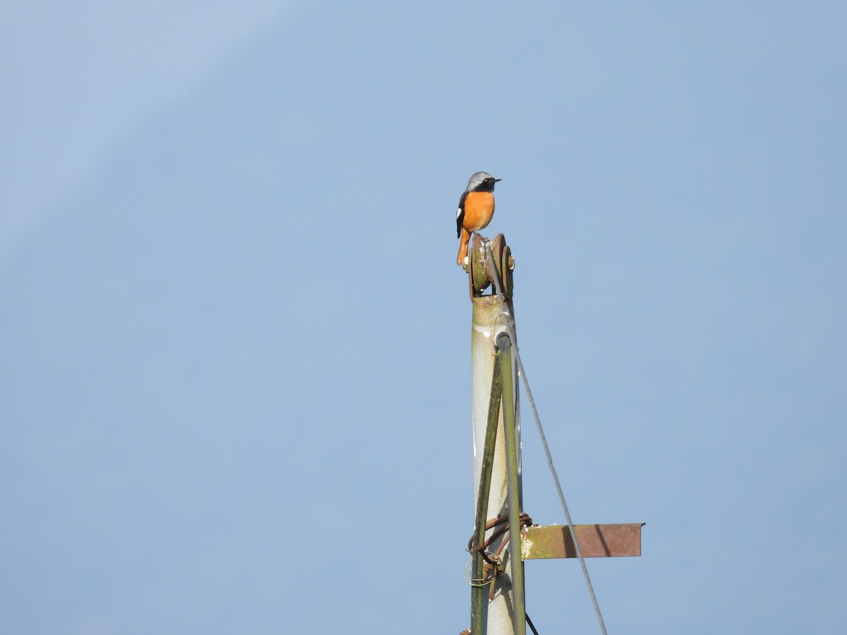 黃尾鴝 - ML646445599