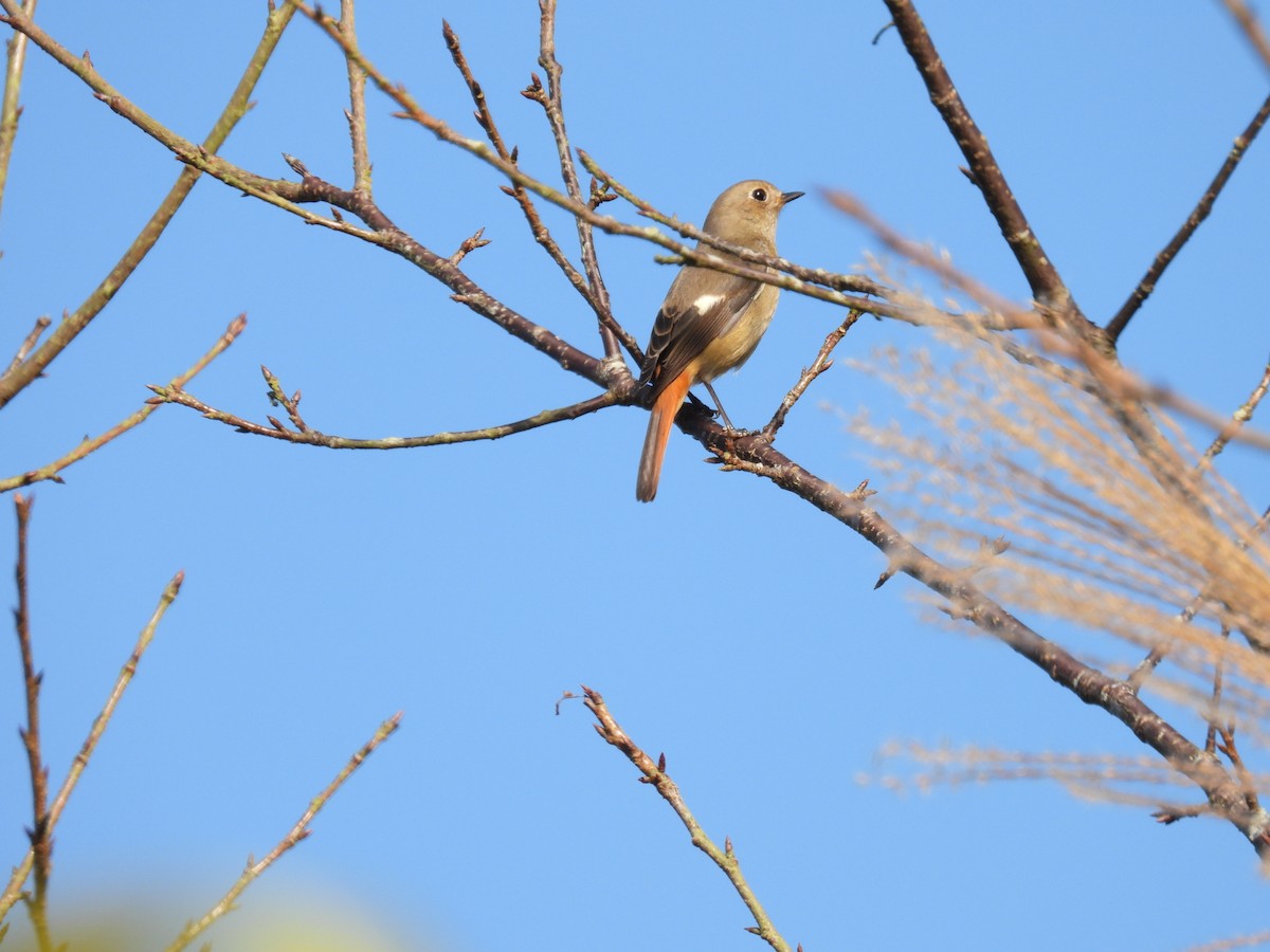 黃尾鴝 - ML646445600