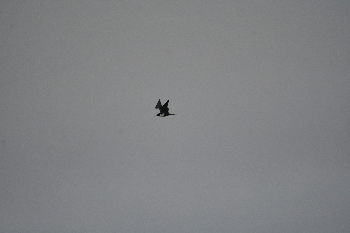 Magnificent Frigatebird - ML646445601