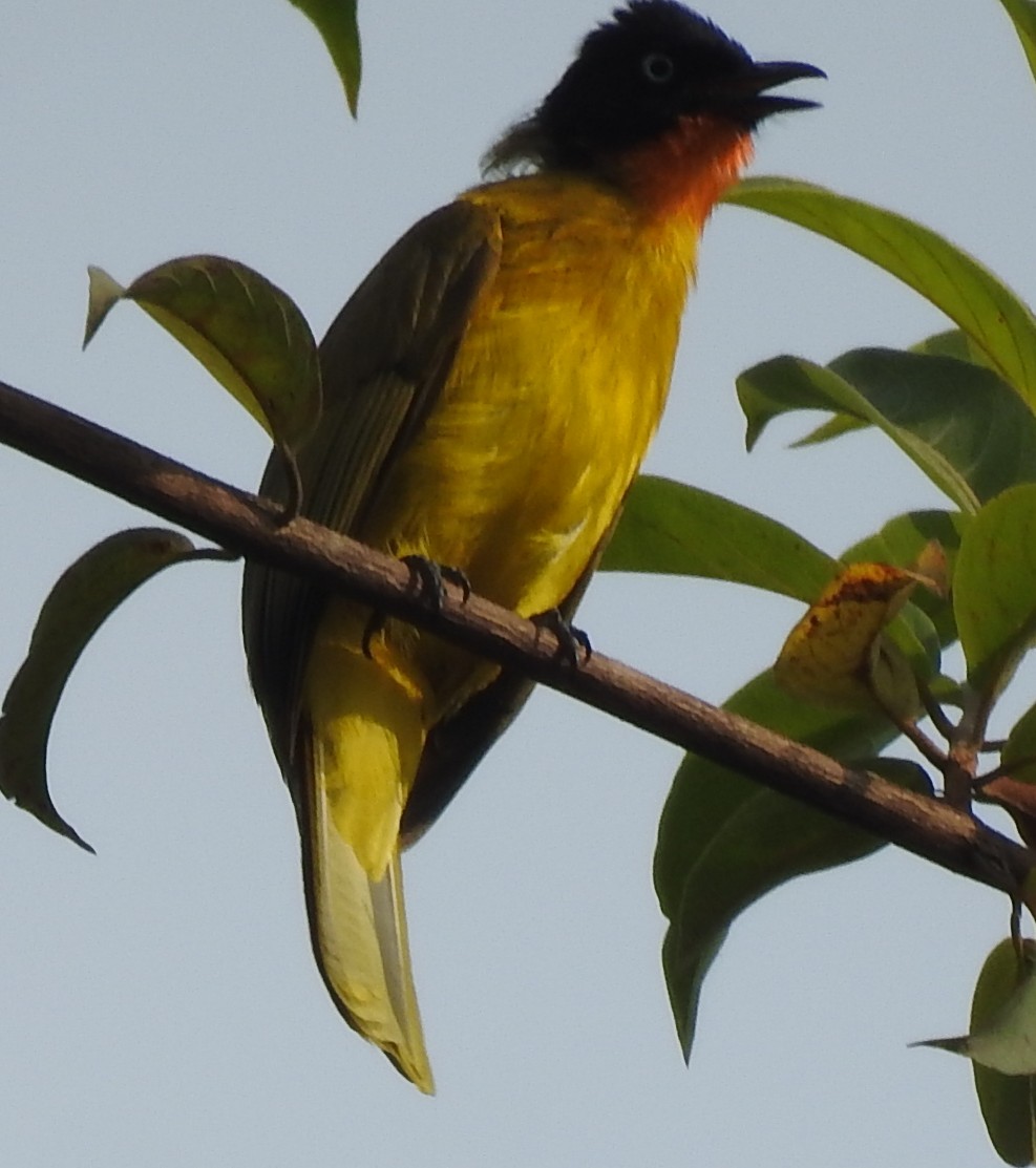 Flame-throated Bulbul - ML646445602