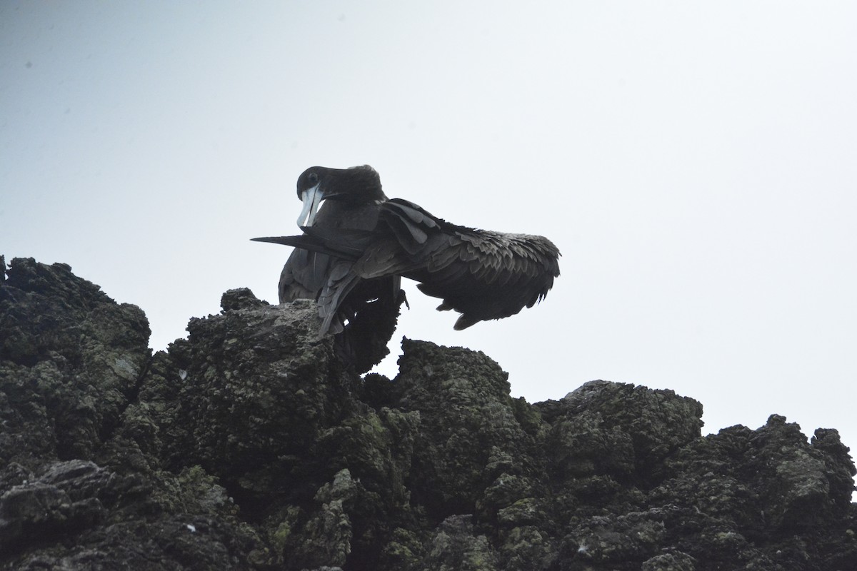 Magnificent Frigatebird - ML646445604