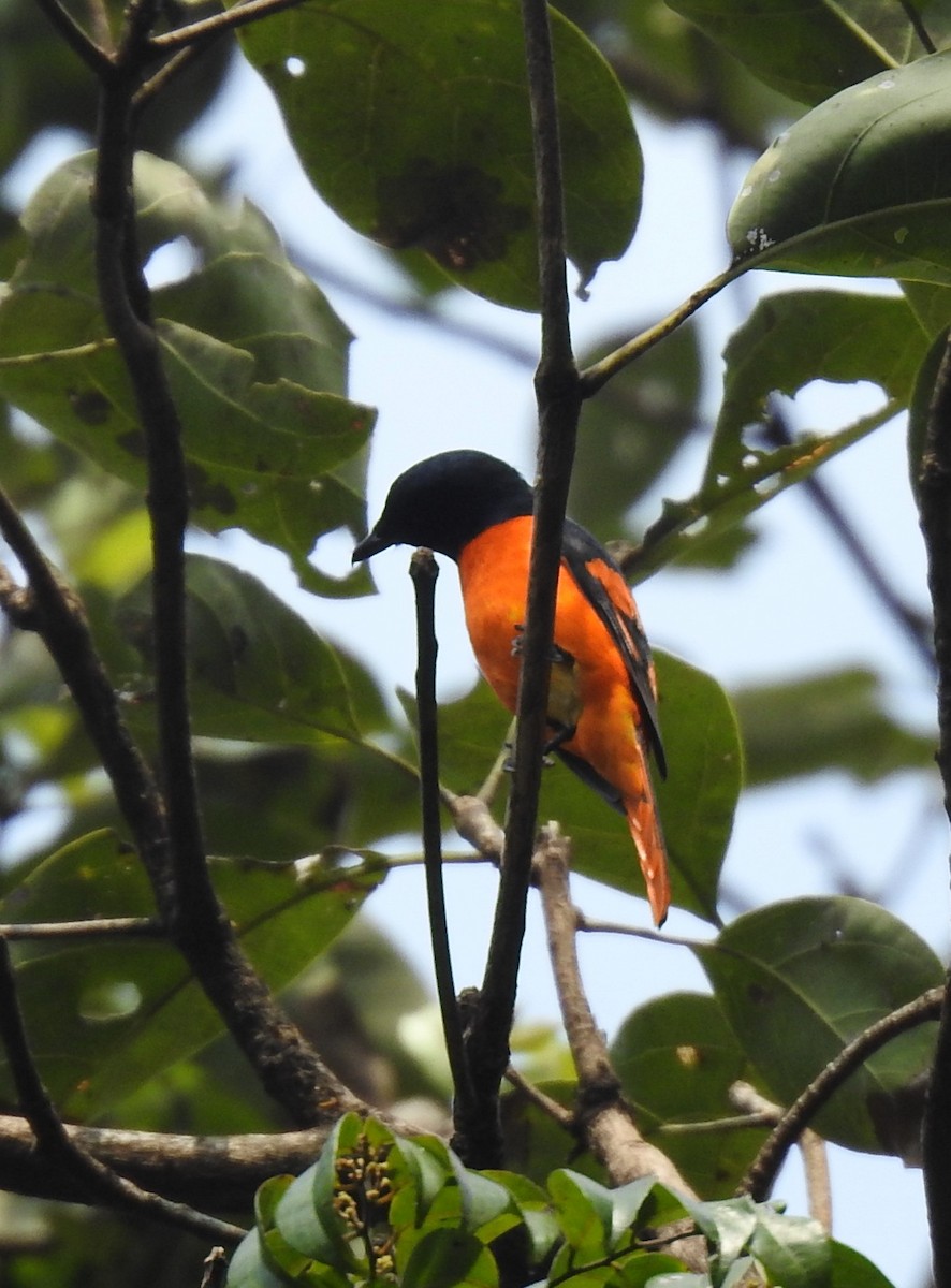 Orange Minivet - ML646445605