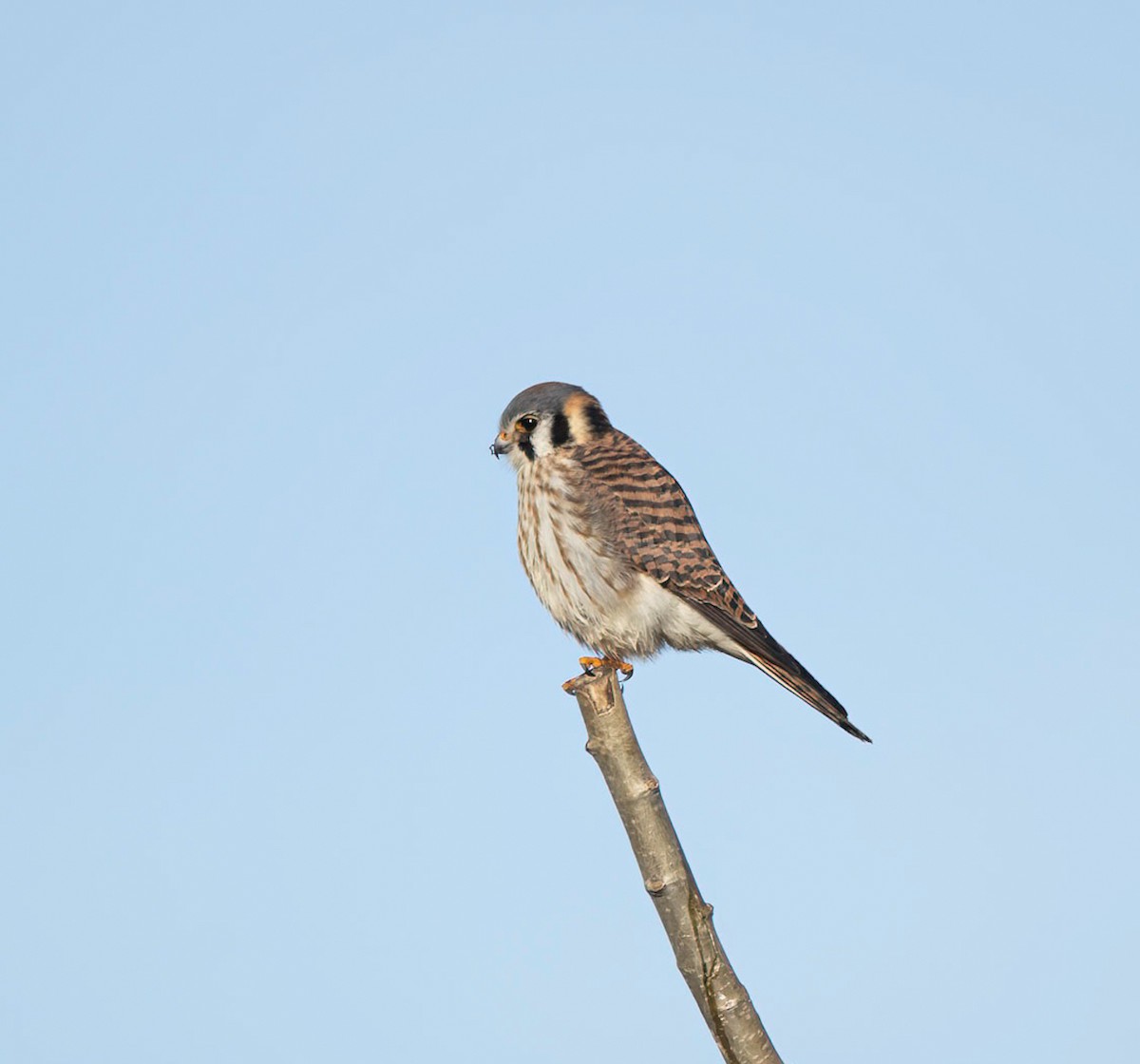 American Kestrel - ML646445606