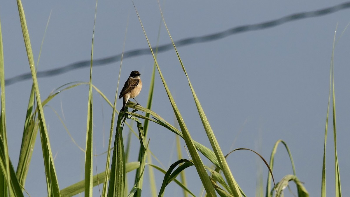 Siberian Stonechat - ML646445607