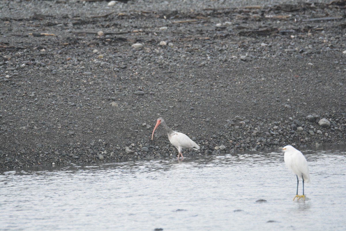 White Ibis - ML646445608