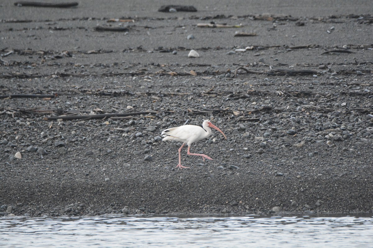 White Ibis - ML646445609