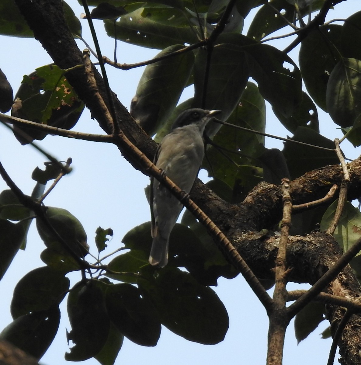 Malabar Woodshrike - ML646445610