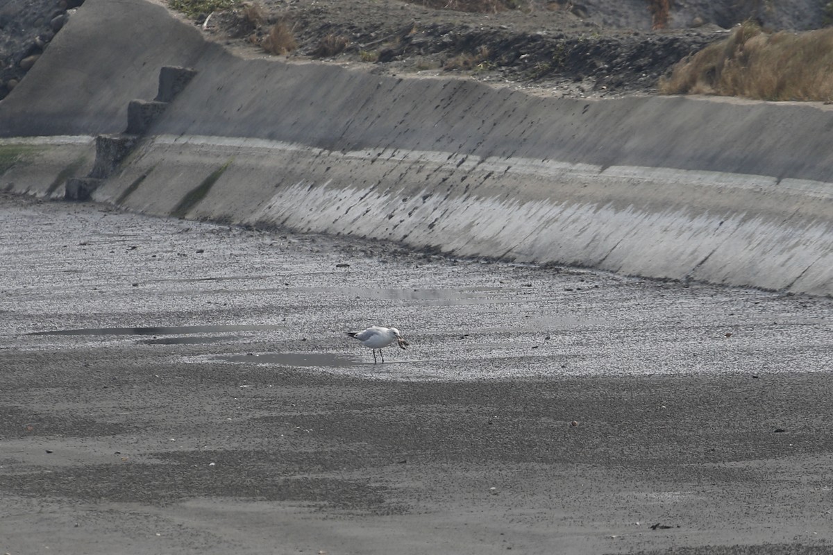 Relict Gull - ML646445628