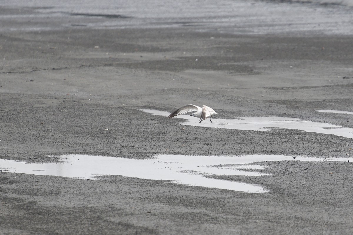 ゴビズキンカモメ - ML646445630