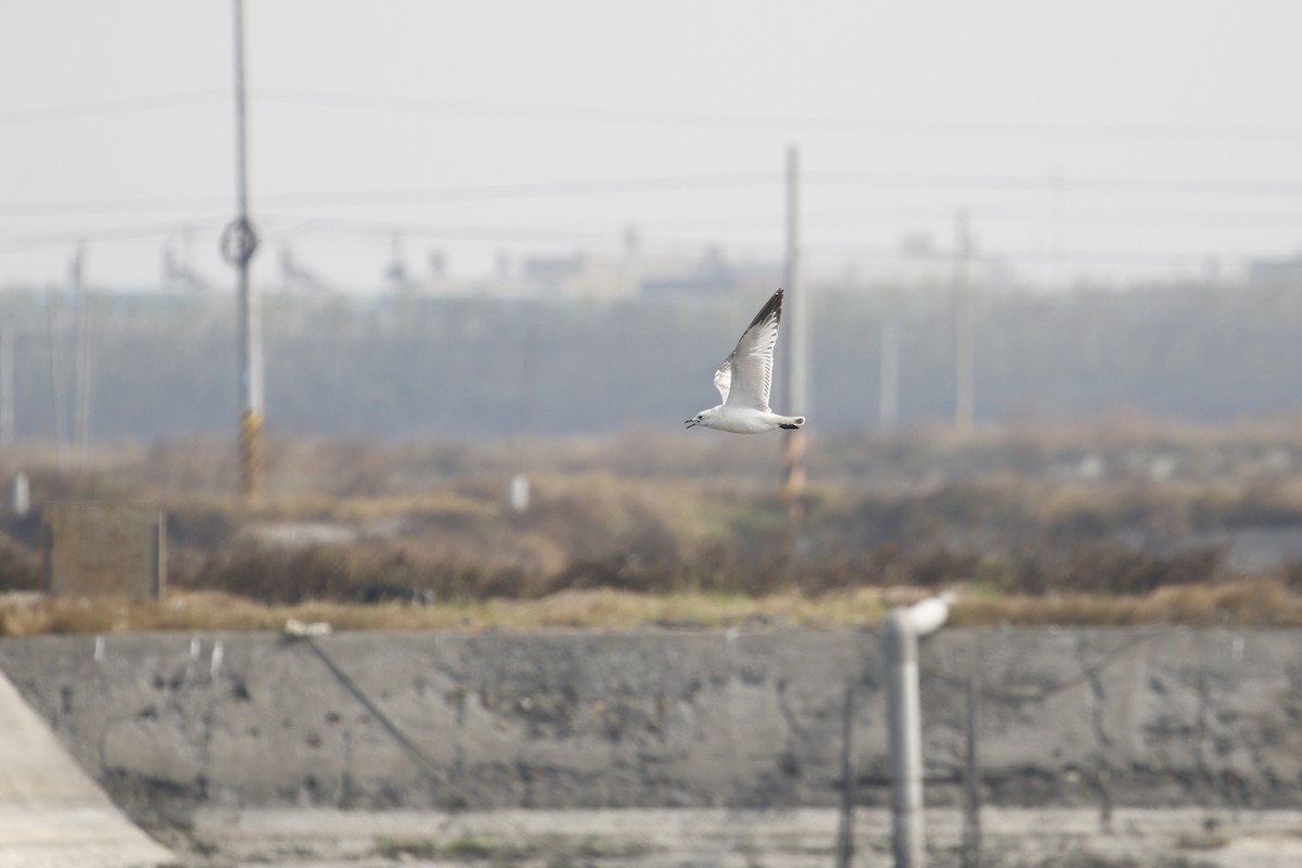 Relict Gull - ML646445631