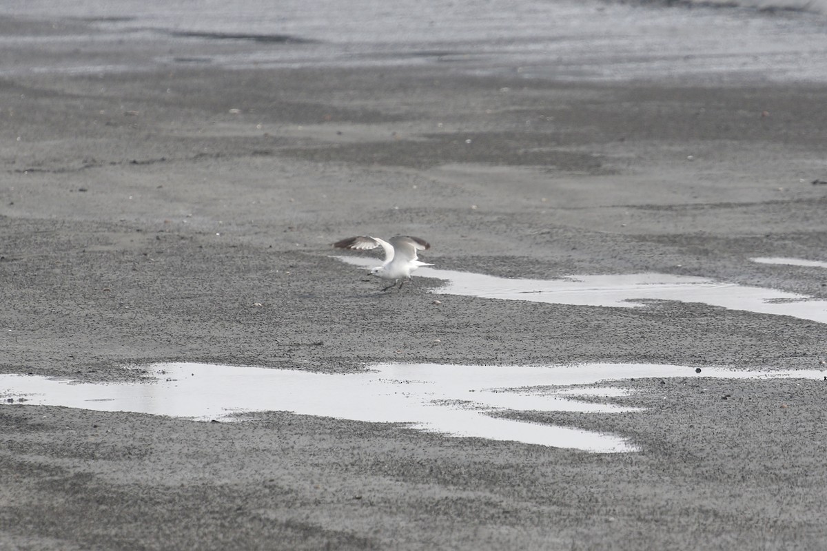 ゴビズキンカモメ - ML646445632