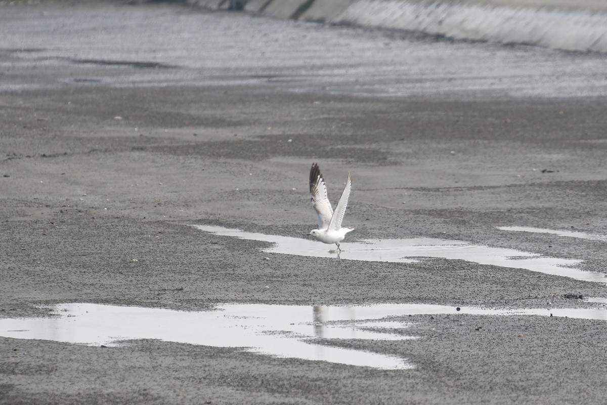 Relict Gull - ML646445633