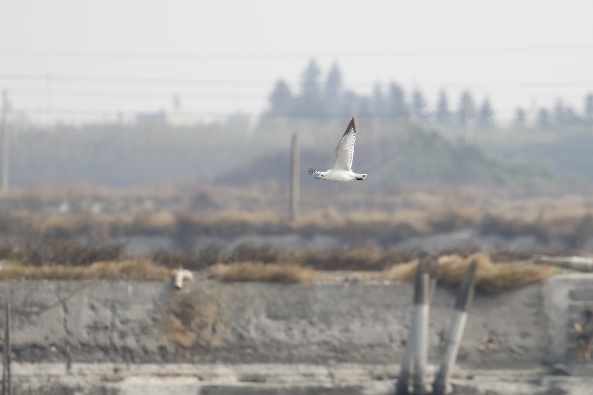 ゴビズキンカモメ - ML646445634