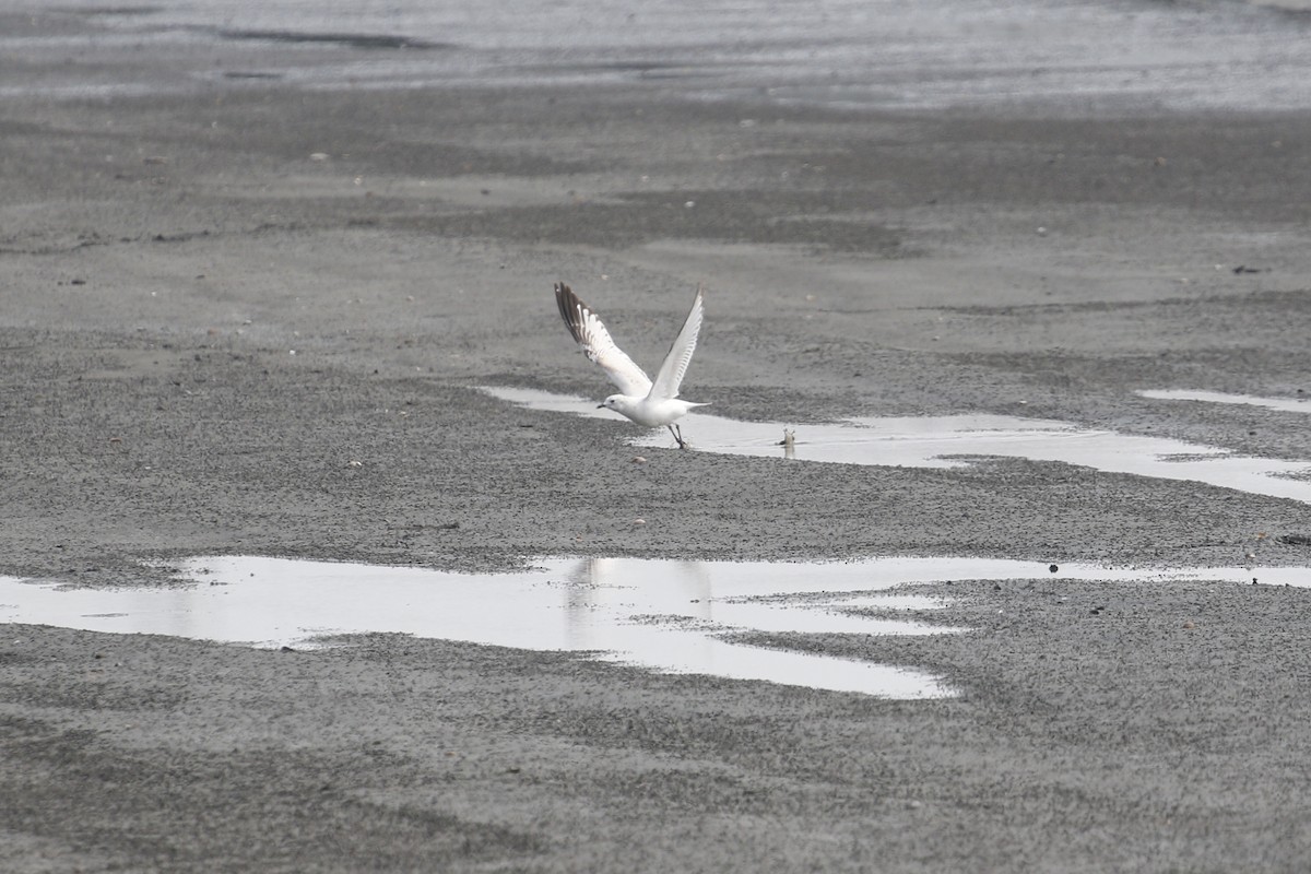 ゴビズキンカモメ - ML646445635