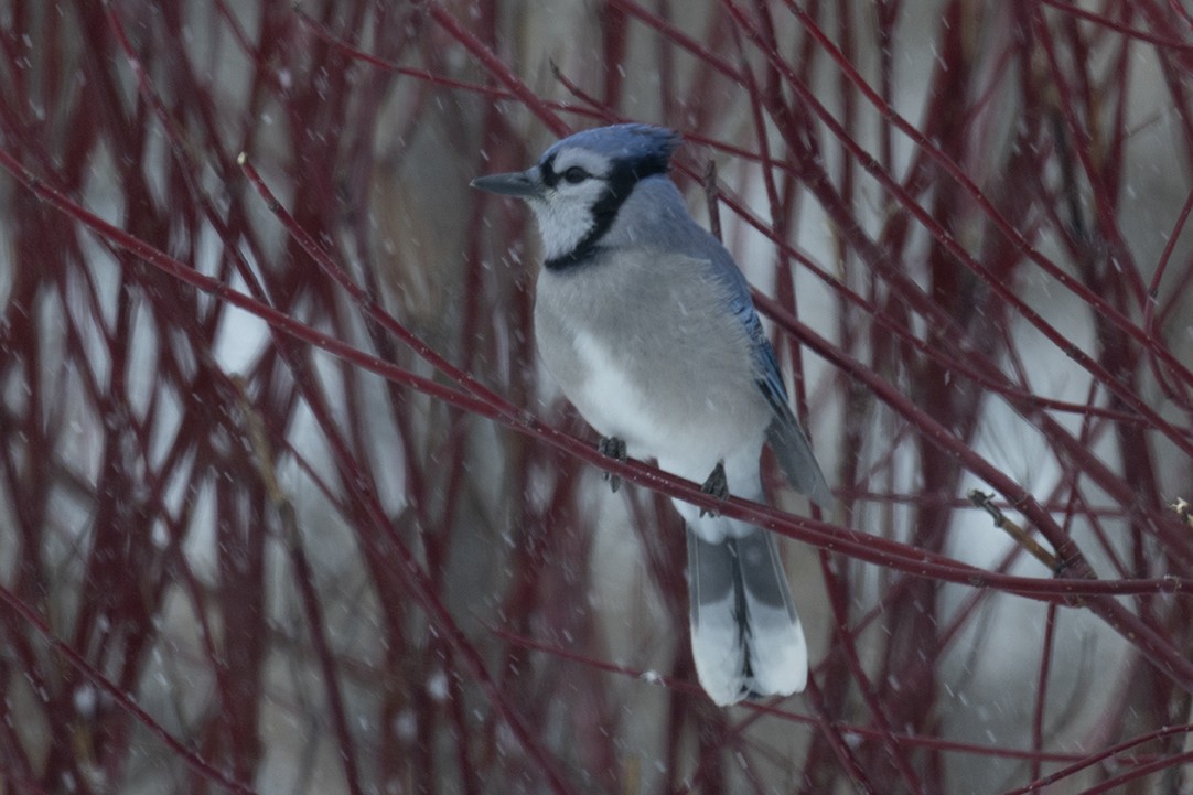 アオカケス - ML646445636