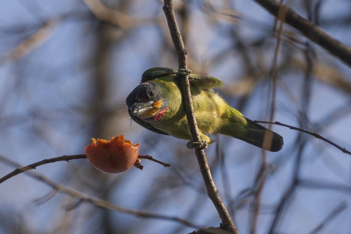 チュウゴクゴシキドリ - ML646445637