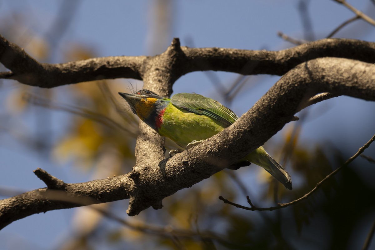 チュウゴクゴシキドリ - ML646445638