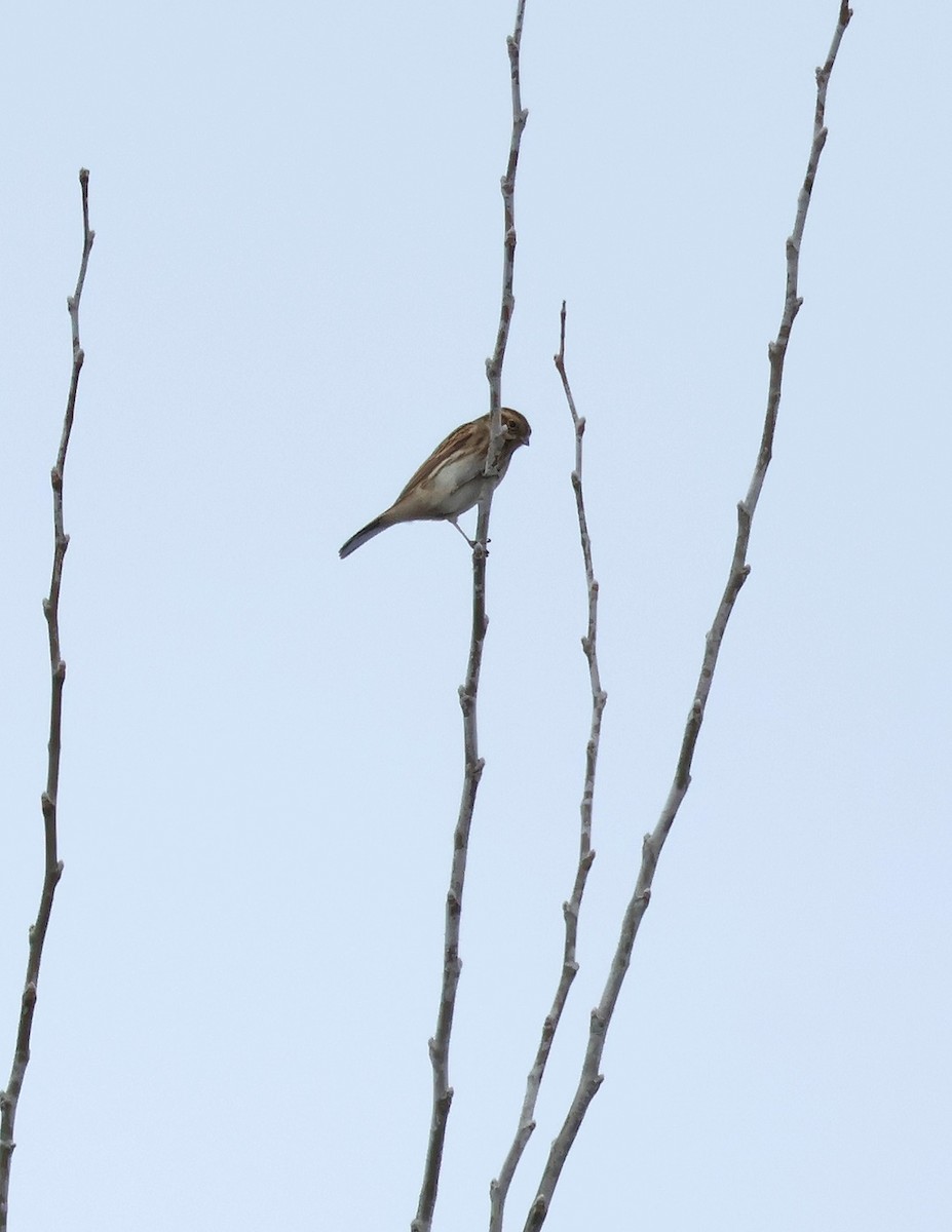 オオジュリン - ML646445639