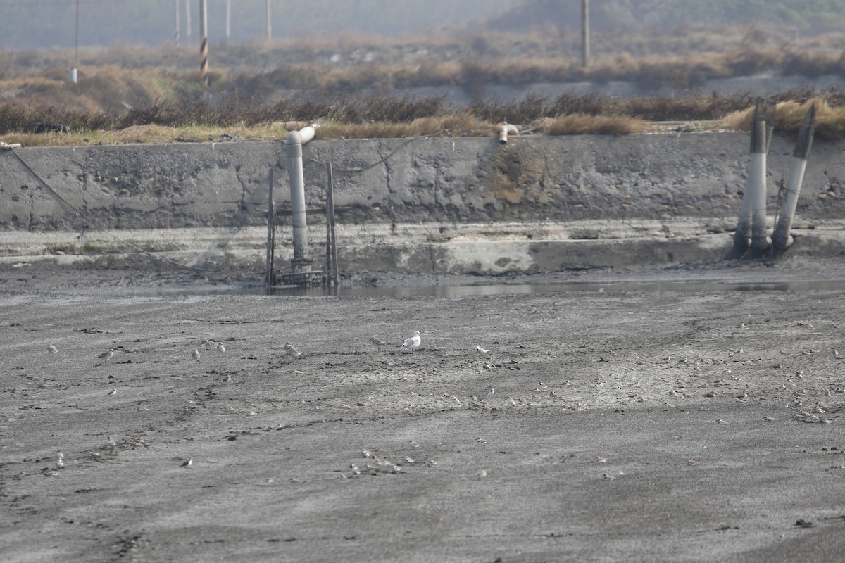 ゴビズキンカモメ - ML646445640