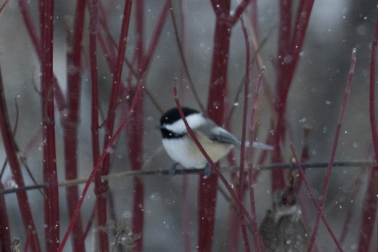 アメリカコガラ - ML646445641