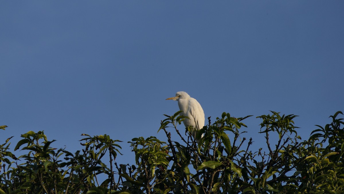 アマサギ - ML646445642