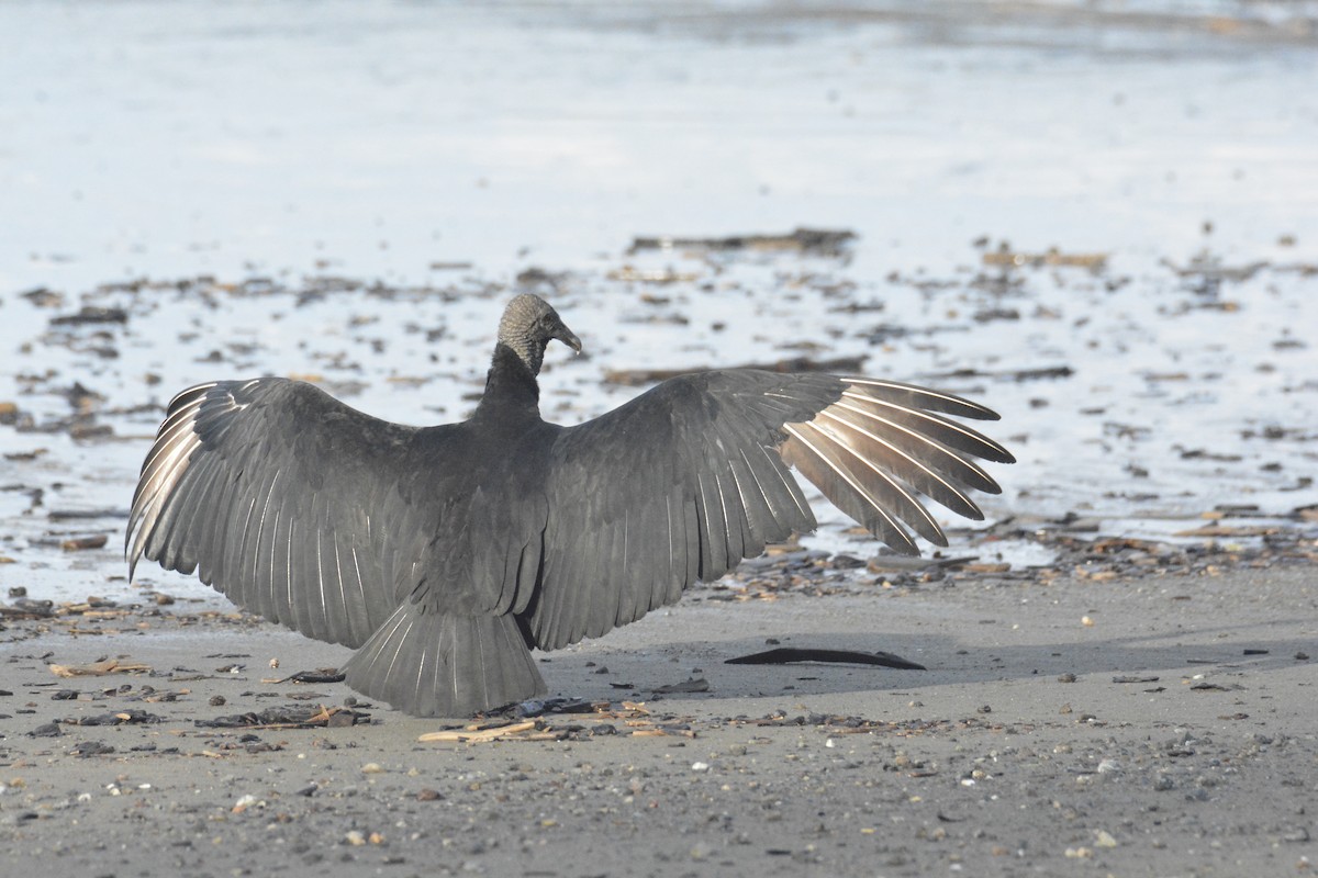 クロコンドル - ML646445643