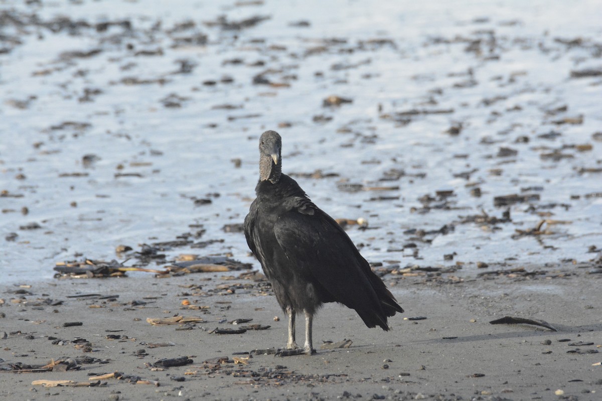 クロコンドル - ML646445644