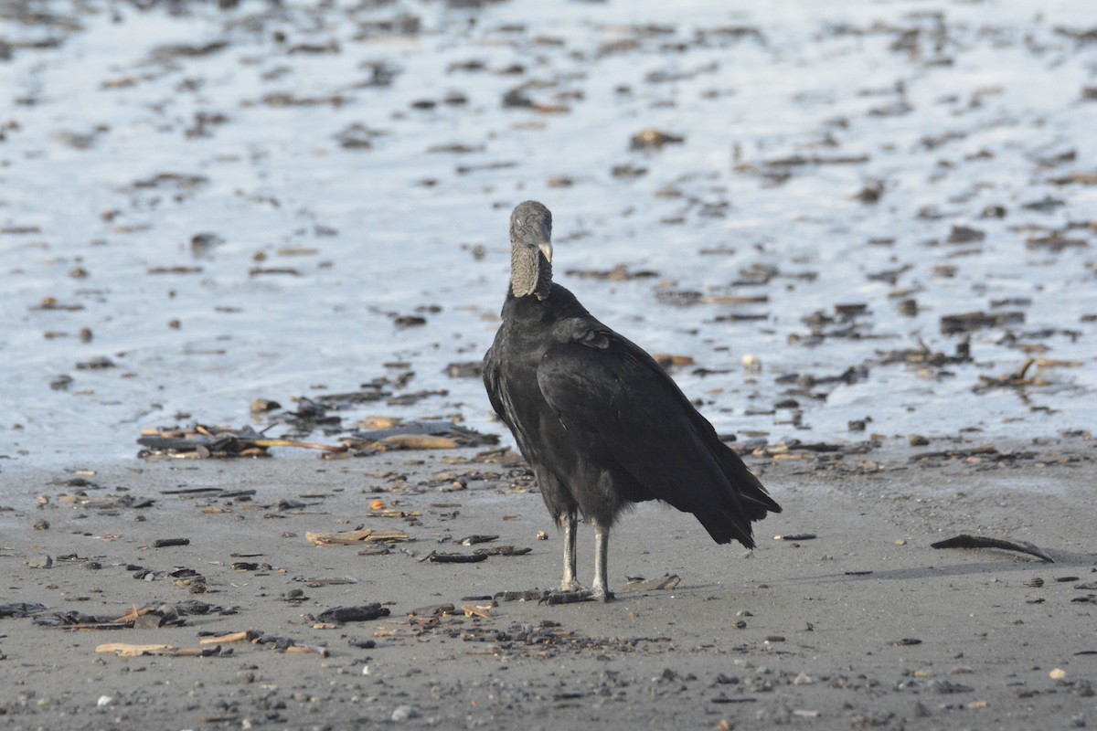 クロコンドル - ML646445645