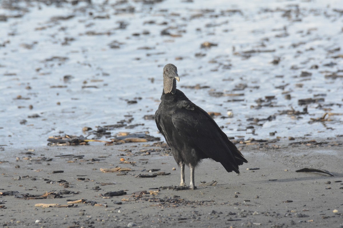 クロコンドル - ML646445646