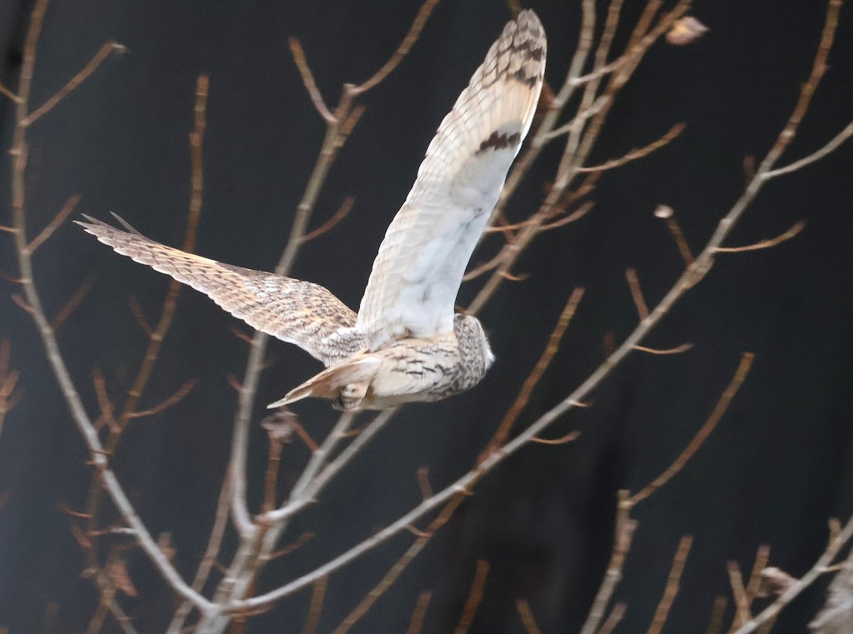 Long-eared Owl - ML646445647