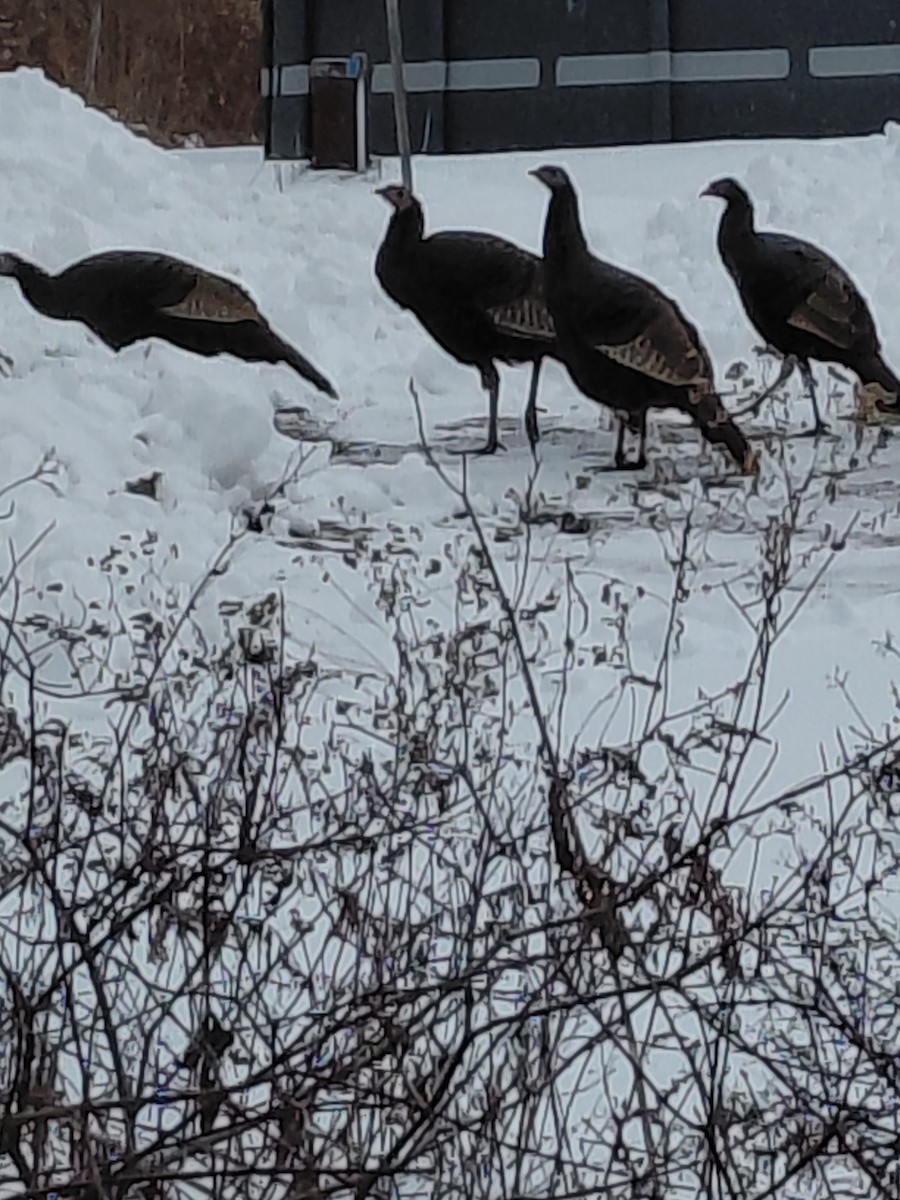 シチメンチョウ - ML646445648