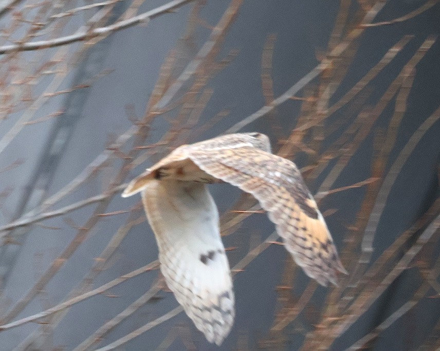 Long-eared Owl - ML646445649