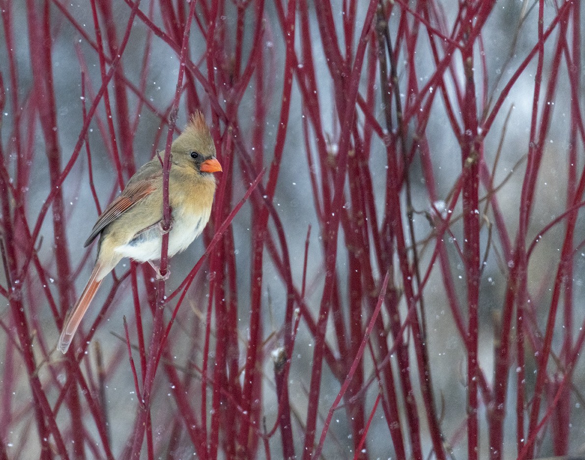 ショウジョウコウカンチョウ - ML646445650