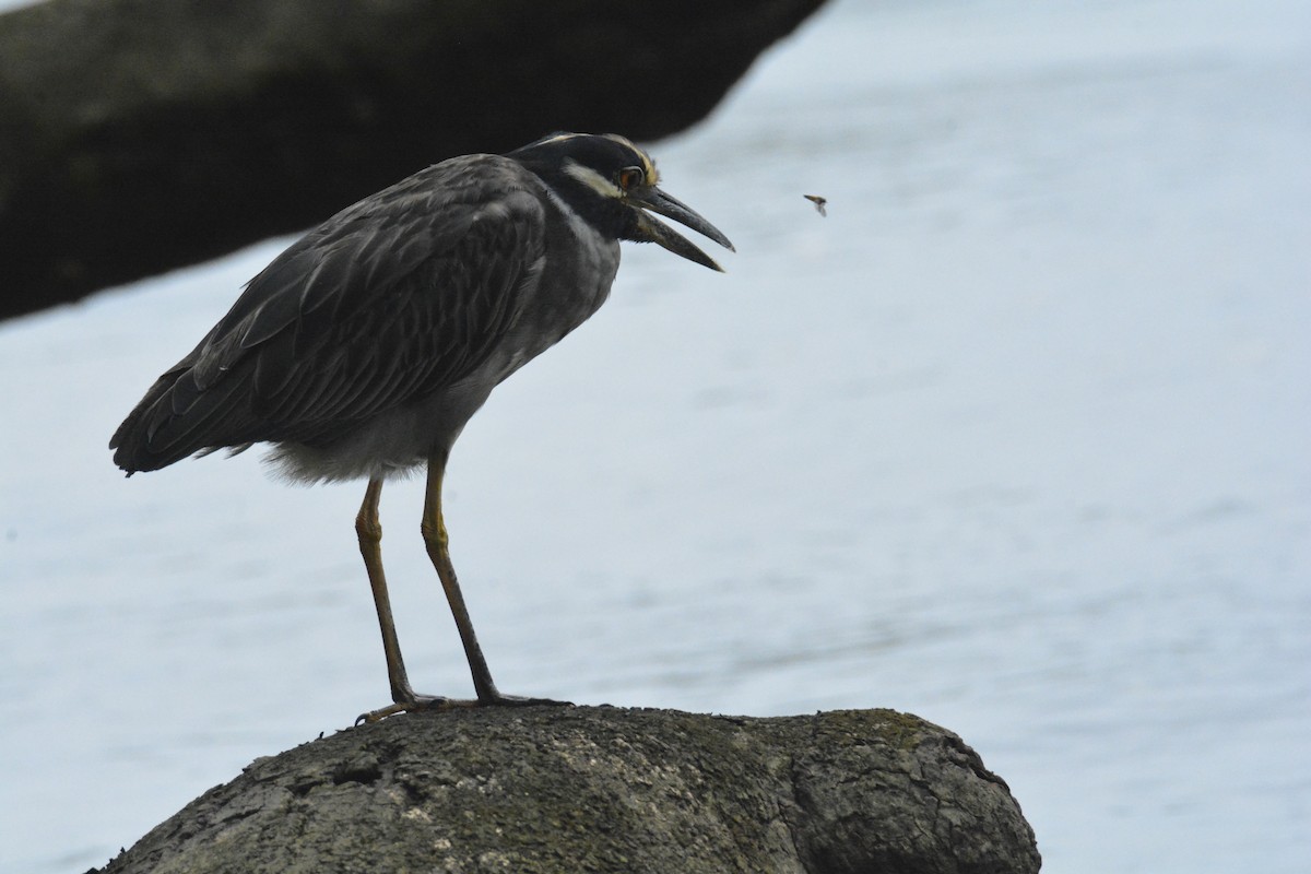 シラガゴイ - ML646445651