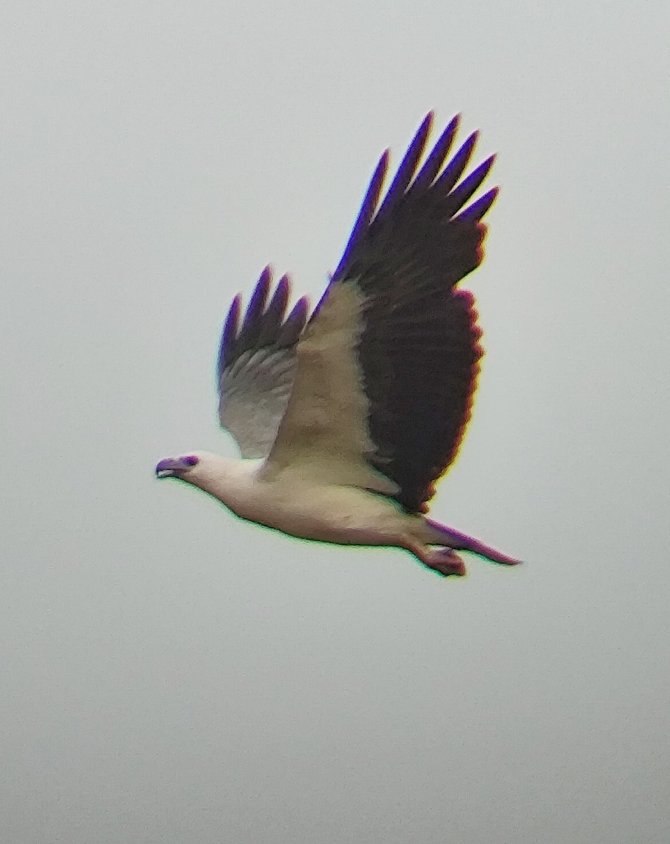 シロハラウミワシ - ML646445653