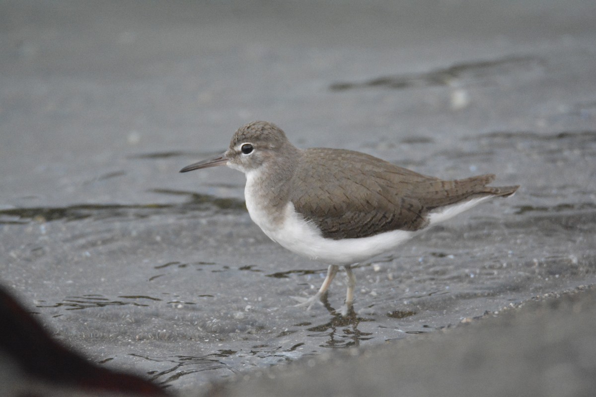 アメリカイソシギ - ML646445657