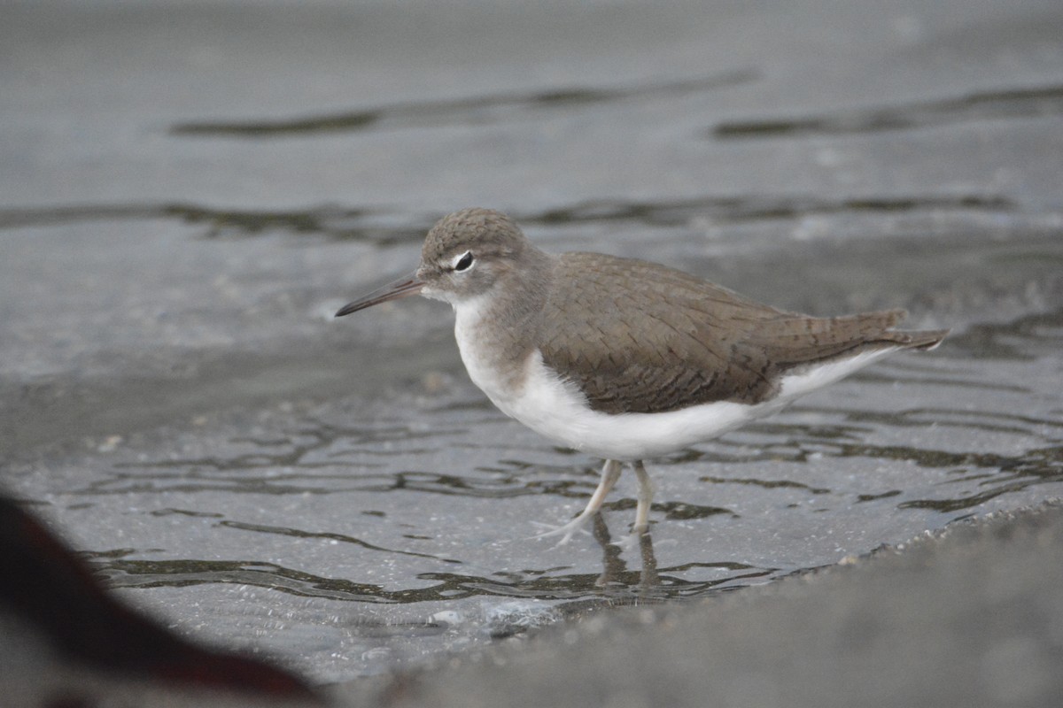 アメリカイソシギ - ML646445658