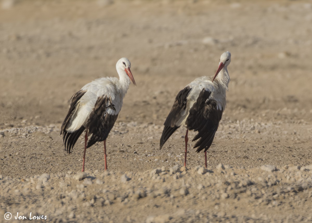 シュバシコウ - ML646445659