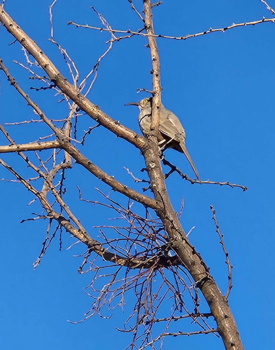 マルハシツグミモドキ - ML646445661