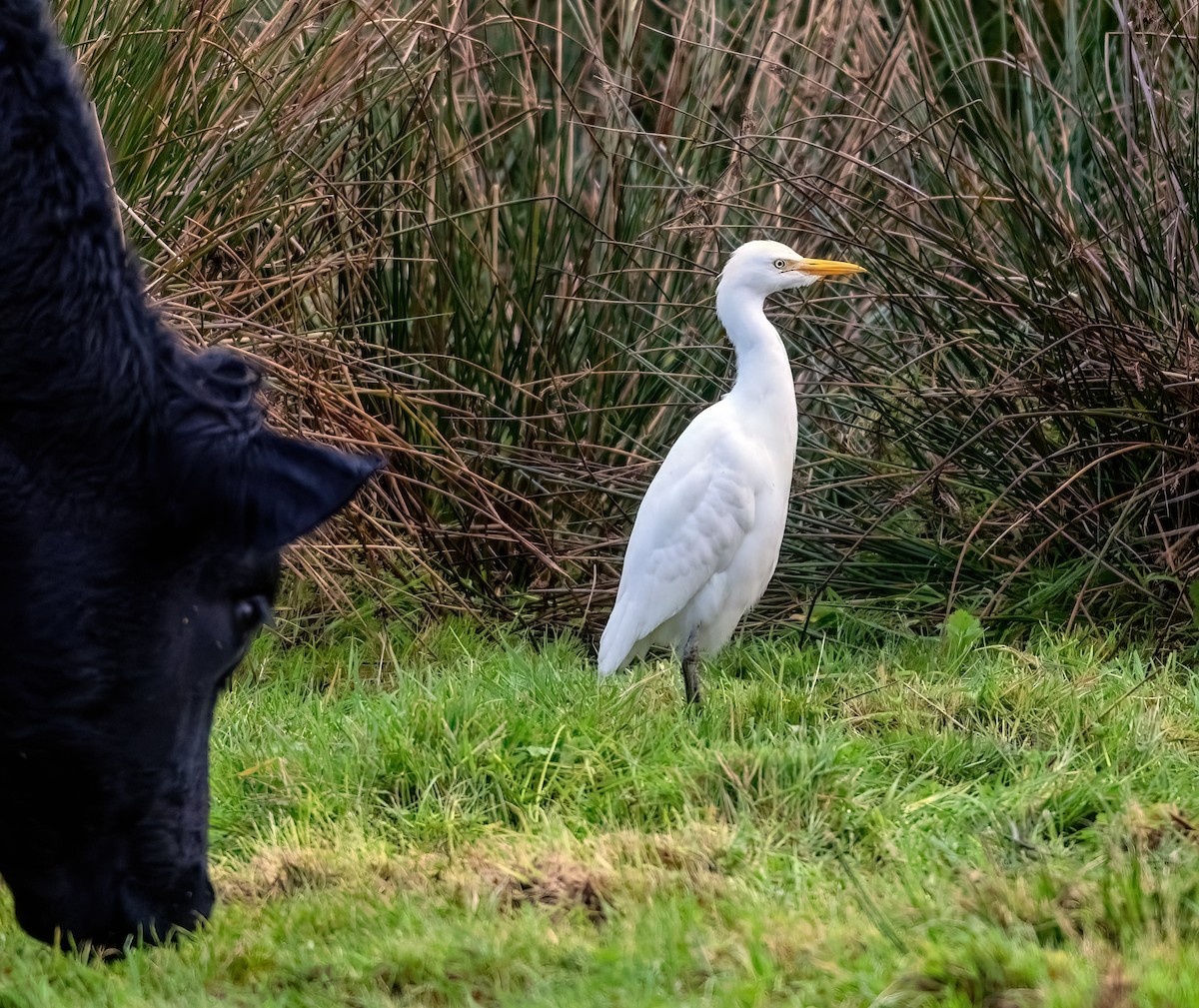 ニシアマサギ - ML646445662