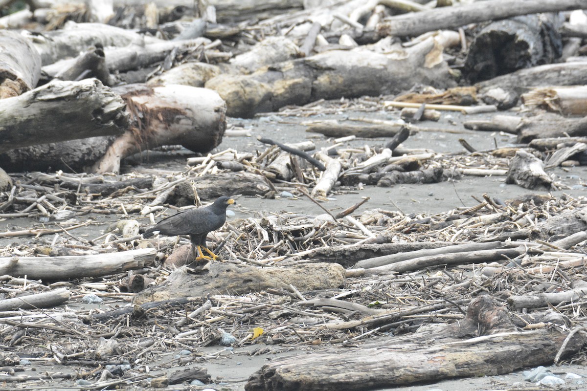 クロノスリ - ML646445665