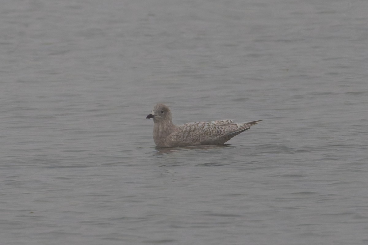 Iceland Gull (kumlieni) - ML646445666