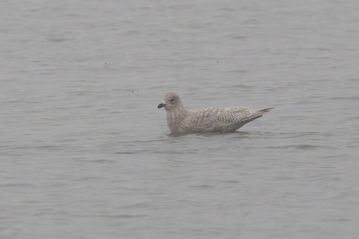 Iceland Gull (kumlieni) - ML646445667