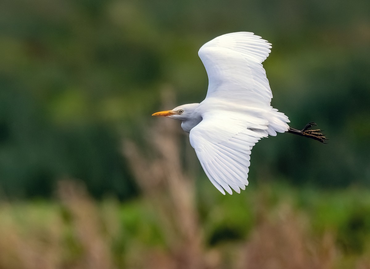 ニシアマサギ - ML646445668