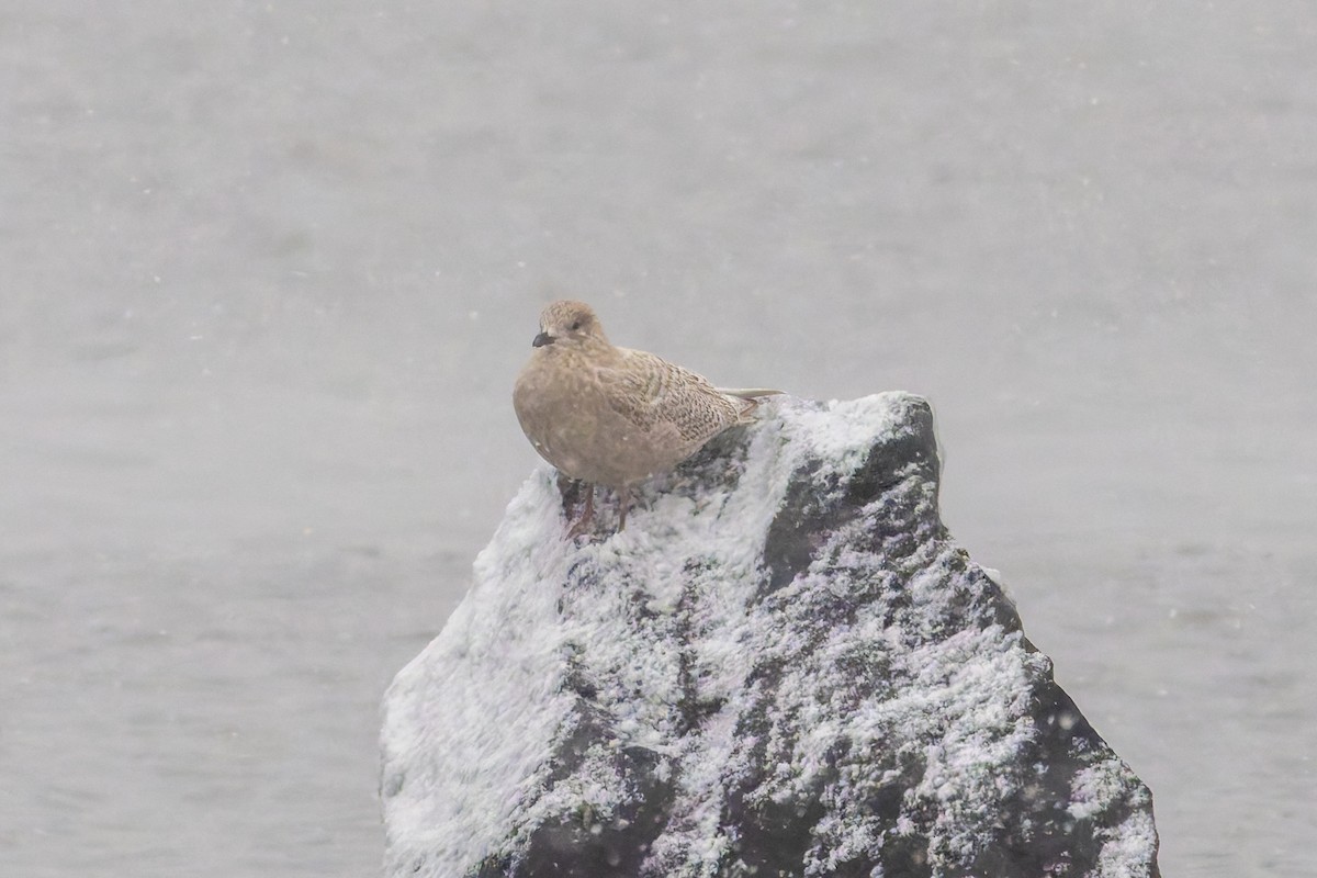 Iceland Gull (kumlieni) - ML646445669